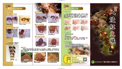 紅火蟻防治正面